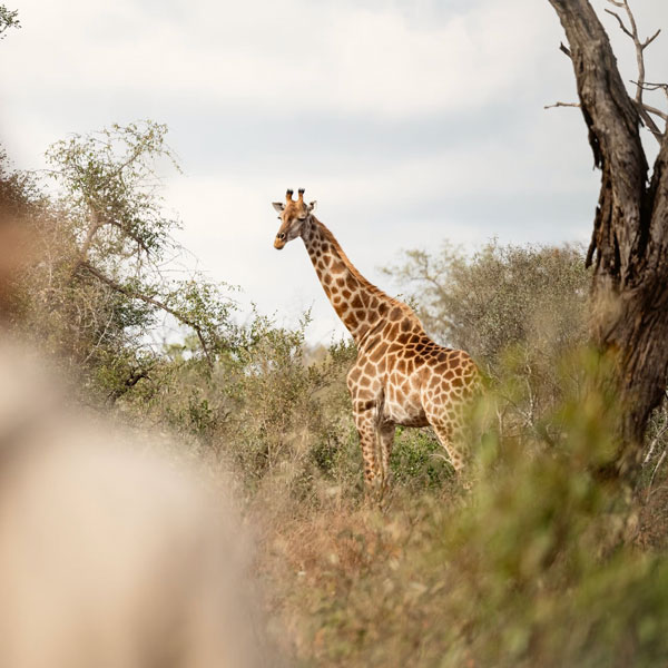 Giraffe on Safari